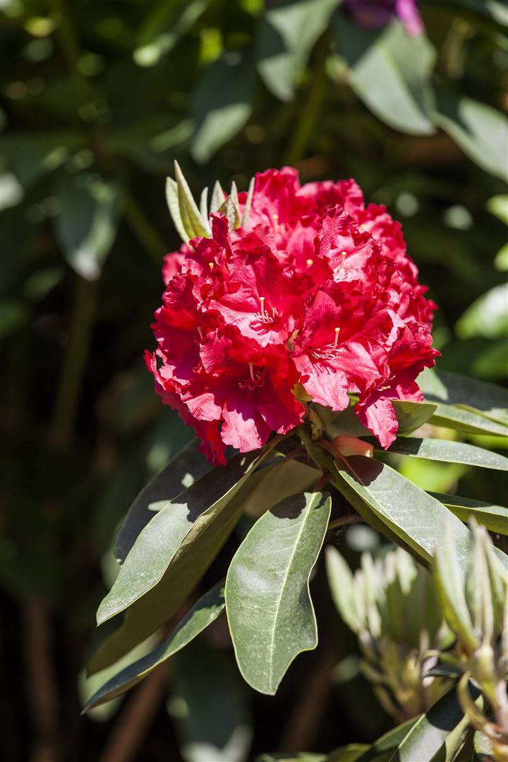 Rhododendron Hybr. 'Roter Korsar', rot, 40&ndash;50 cm 
