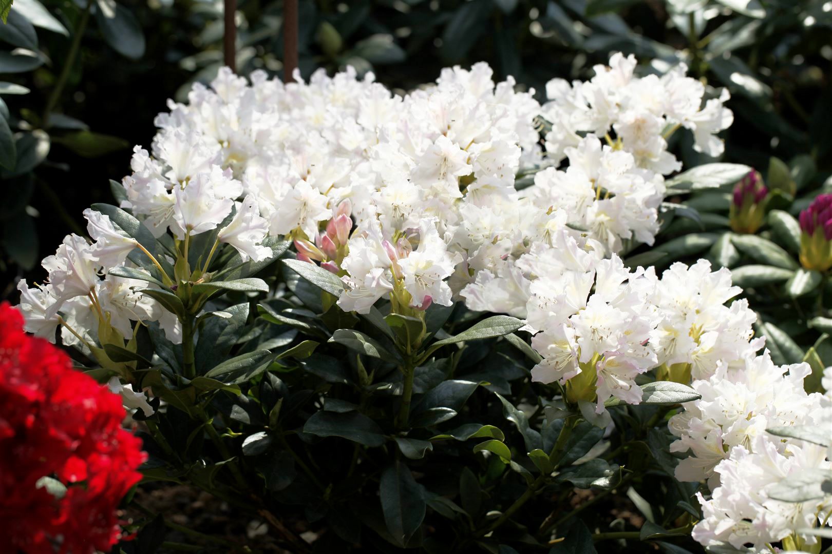 Rhododendron 'Cunninghams White', wei&szlig;, 50&ndash;60 cm 