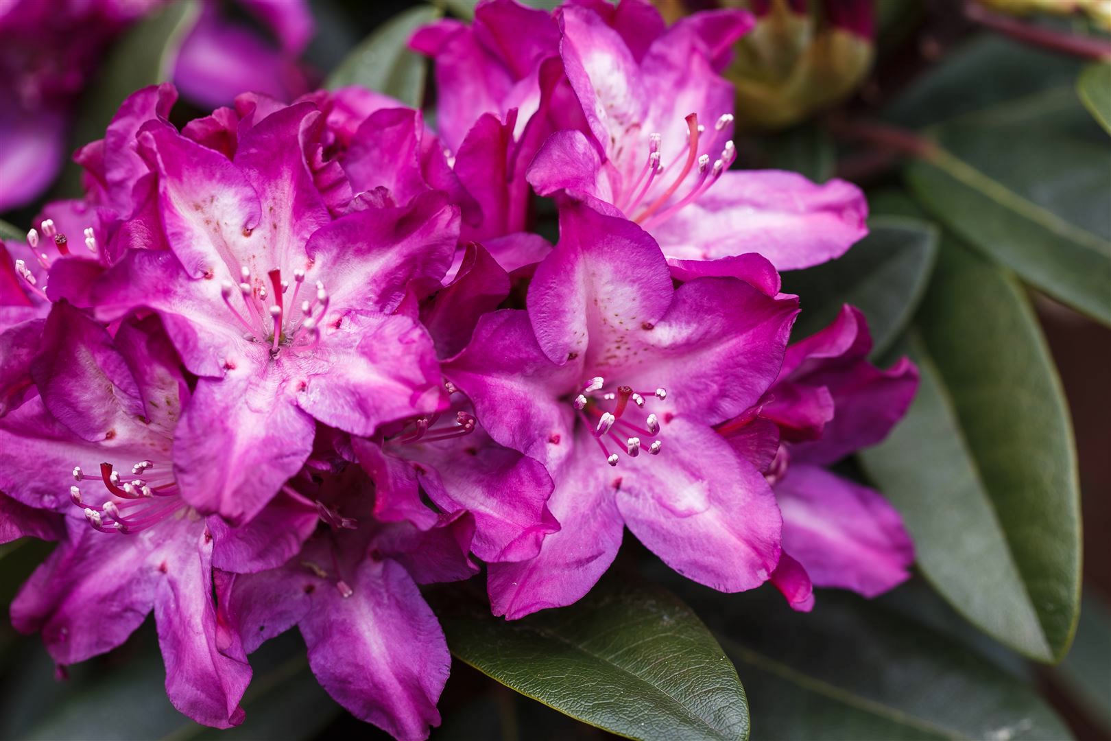 Rhododendron Hybr. 'Anatevka', rosa Bl&uuml;ten, 60&ndash;70 cm 