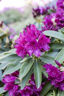 Rhododendron Hybr. 'Old Port', Rhododendron, purpurrot, 60–70 cm 