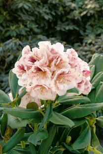 Rhododendron Hybr. 'Prinses Maxima', rosa Blüten, 50–60 cm 