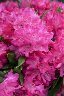 Rhododendron makinoi 'Diamant', Rhododendron, 60 cm 