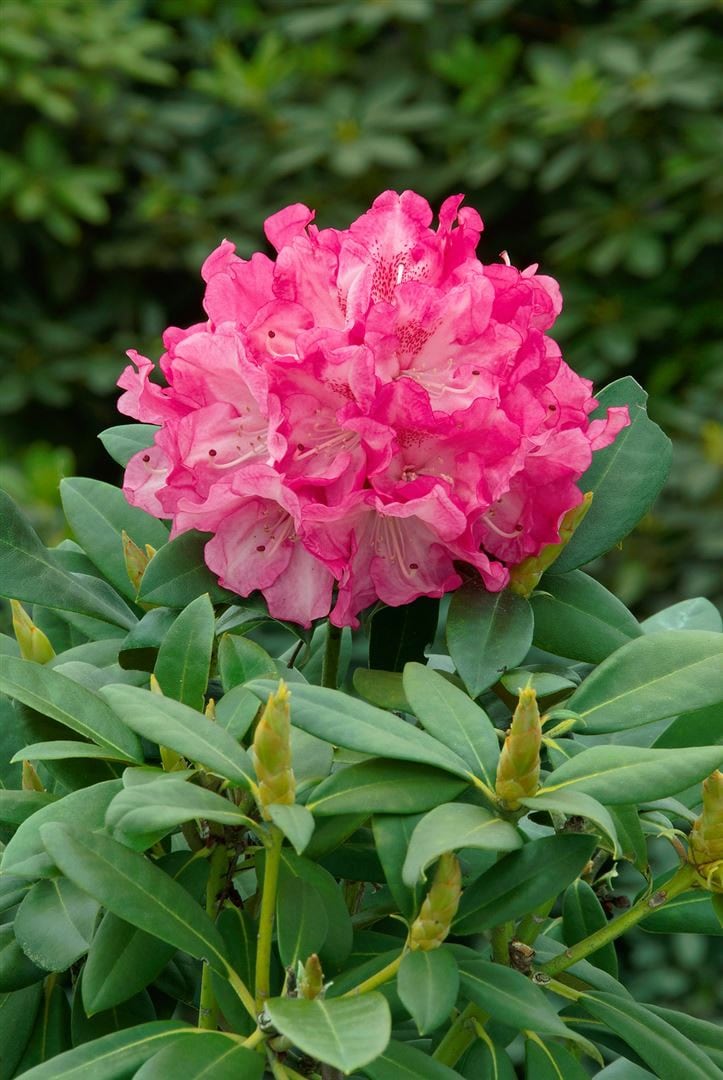 Rhododendron yak. 'Graf Anton G&uuml;nther', rosa Bl&uuml;ten, 80 cm Stammh&ouml;he 