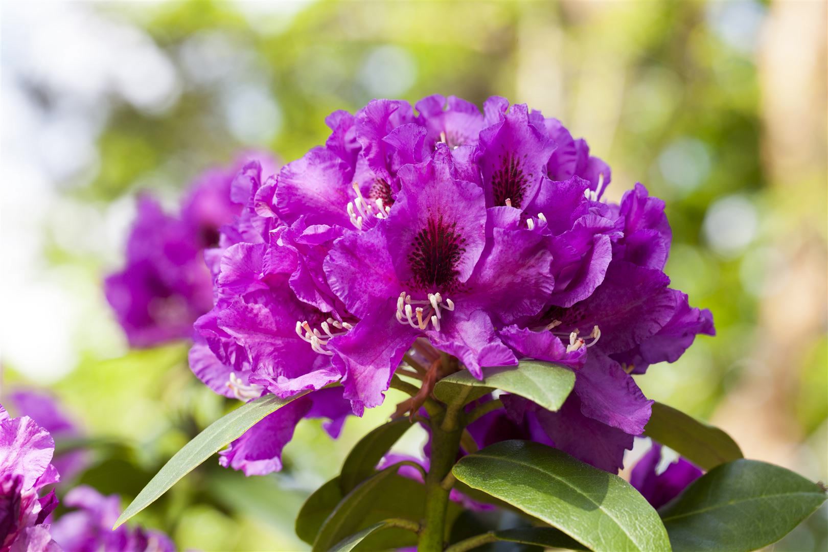 Rhododendron Hybr. 'Rasputin', INKARHO, dunkelviolett, 30&ndash;40 cm 