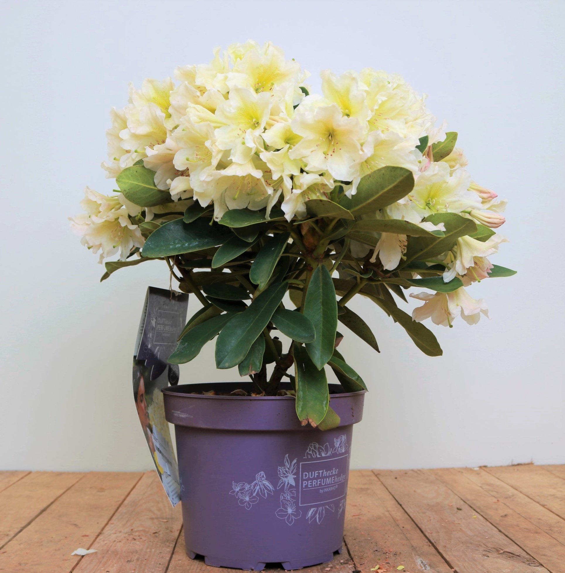 Rhododendron 'INKARHO', gelbe Dufthecke, 30&ndash;40 cm 