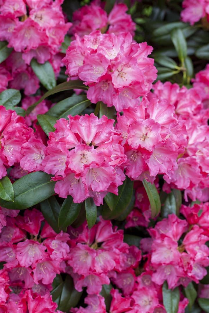 Rhododendron Hybr. 'Germania', Rhododendron, rosa, 40&ndash;50 cm 