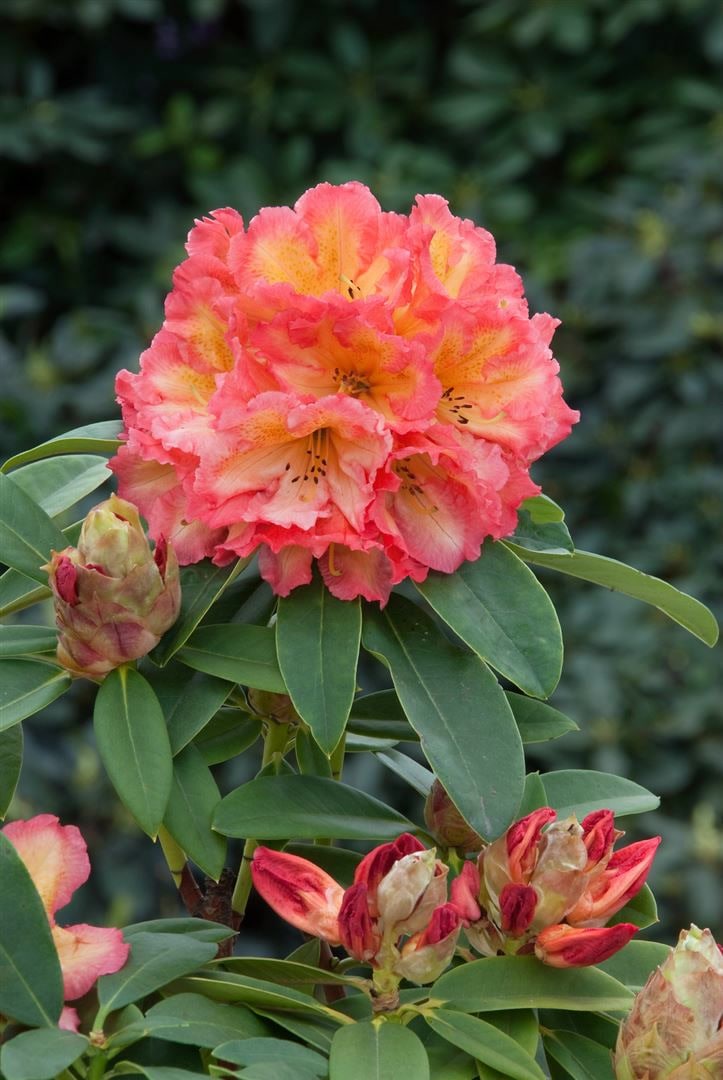 Rhododendron Hybr. 'Sun Fire', gelb-orange Bl&uuml;ten, 50&ndash;60 cm 
