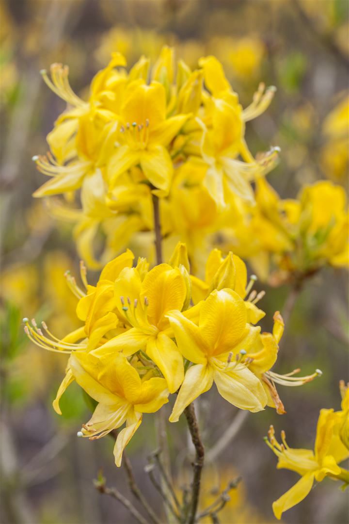Rhododendron luteum, Gelber Azalee, duftend, 40&ndash;50 cm 
