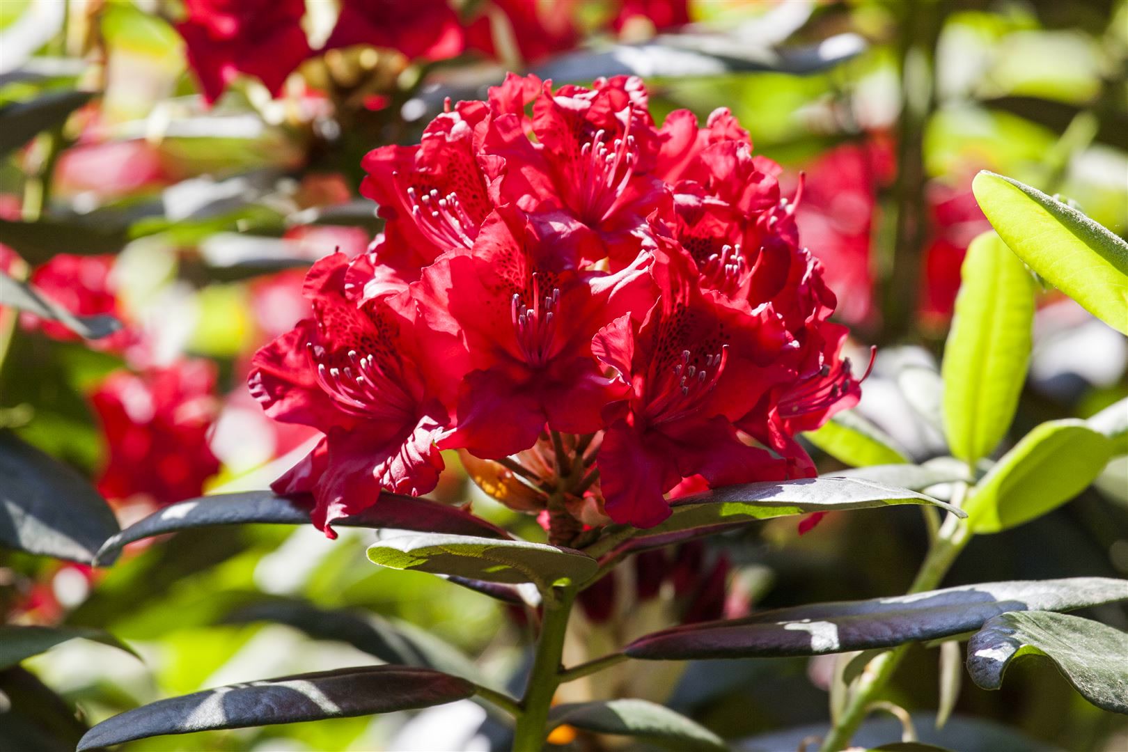 Rhododendron Hybr. 'Karl Naue', Rhododendron, 30&ndash;40 cm, rosa Bl&uuml;ten 