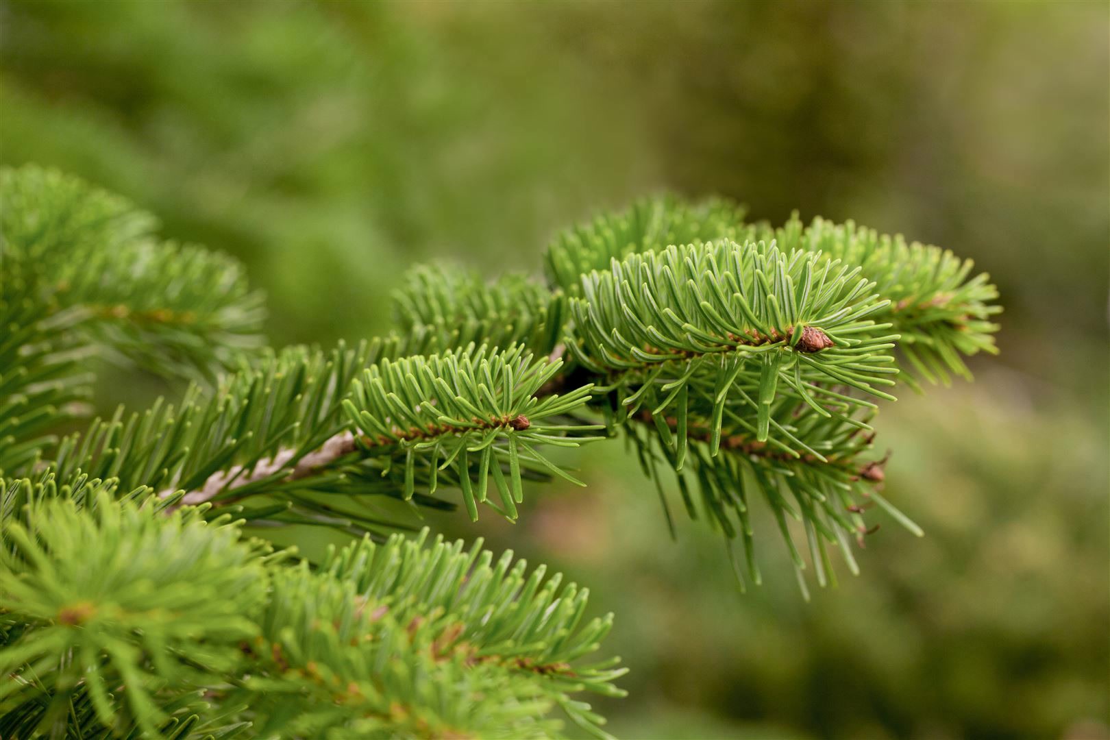 Abies nordmanniana, Nordmanntanne, 80&ndash;100 cm 