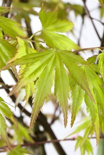 Acer palmatum 'Orange Dream', Japanischer Ahorn, orange, 40–60 cm 