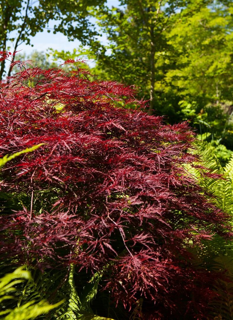 Acer palmatum 'Red Pygmy', Japanischer Ahorn, rot, 80 cm Stammh&ouml;he 