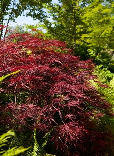 Acer palmatum 'Red Pygmy', Japanischer Ahorn, rot, 80 cm Stammhöhe 