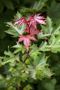Acer platanoides 'Crimson Sentry', Spitzahorn, dunkelrot, 150 cm Stammhöhe 