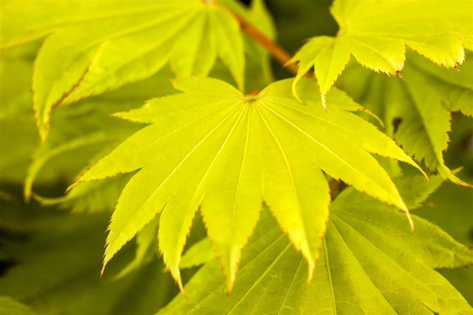 Acer shirasawanum 'Aureum', Japanischer Ahorn, goldgelb, 40&ndash;50 cm 