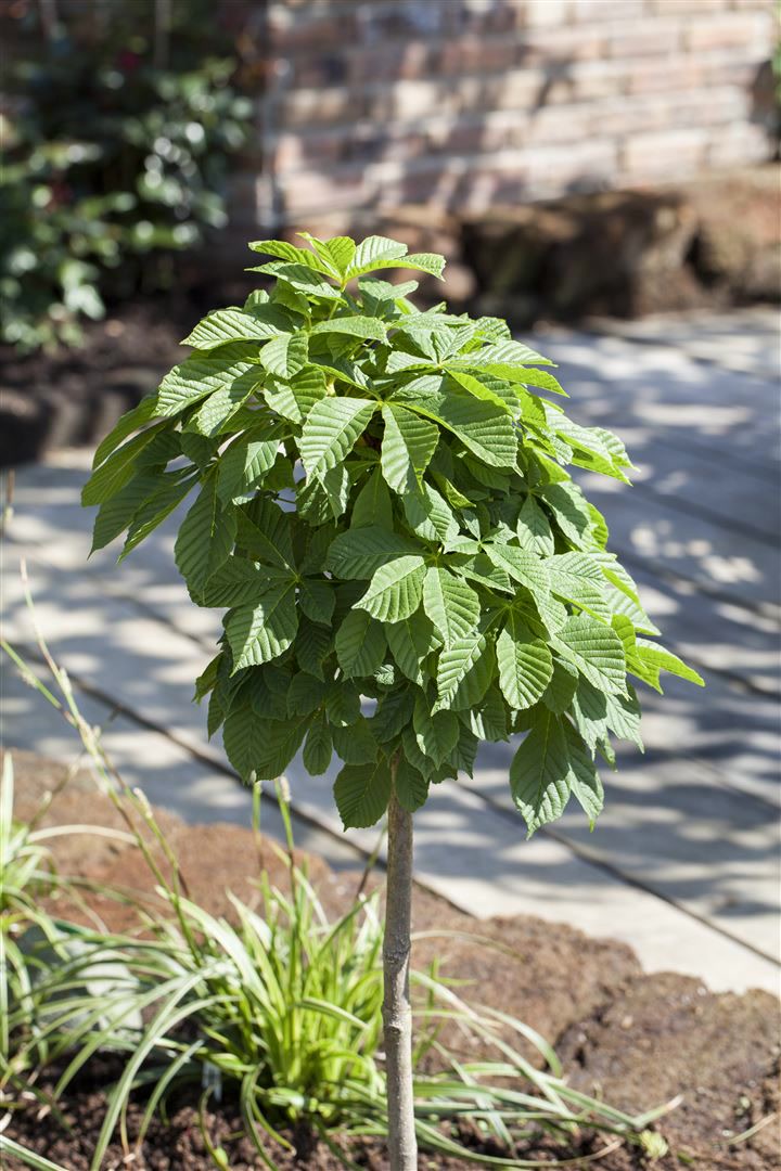 Aesculus hippocastanum 'Monstrosa', Rosskastanie, 30 cm Stammh&ouml;he 