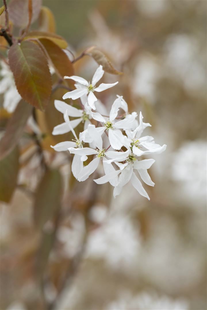 Amelanchier 'Ballerina', Felsenbirne, wei&szlig;, 60&ndash;100 cm 