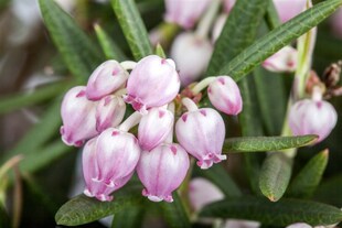 Andromeda polifolia, Rosmarinheide, 30–40 cm 