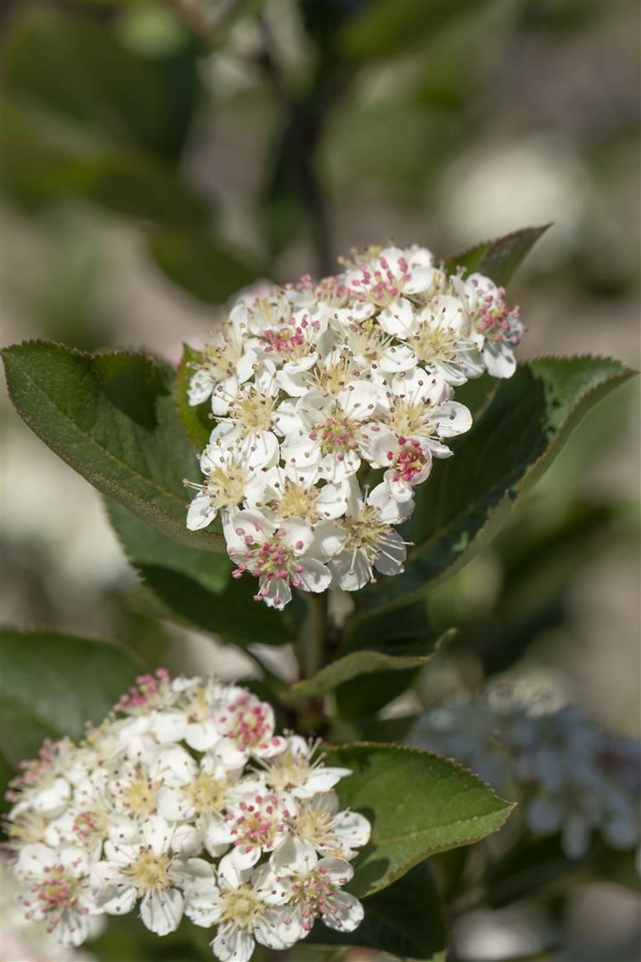 Aronia arbutifolia 'Brilliant', Rote Apfelbeere, 60&ndash;80 cm 