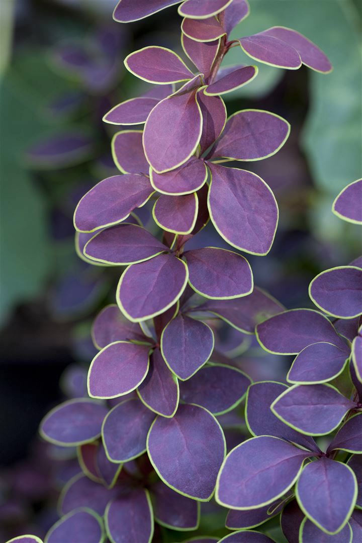Berberis thunbergii 'Golden Ring', Berberitze, gelb-rot, 40&ndash;60 cm 
