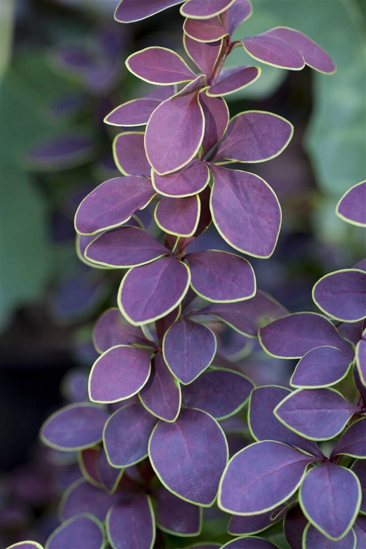 Berberis thunbergii 'Golden Ring', Berberitze, gelb-rot, 40-60 cm