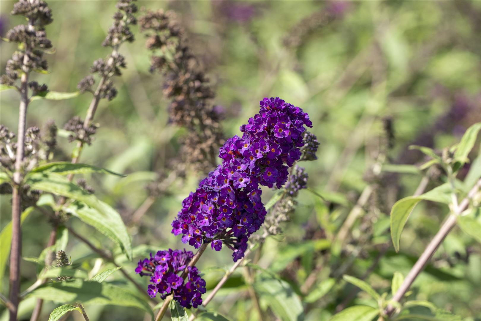 Buddleja davidii 'Black Knight', Schmetterlingsflieder, dunkelviolett, 150&ndash;175 cm 