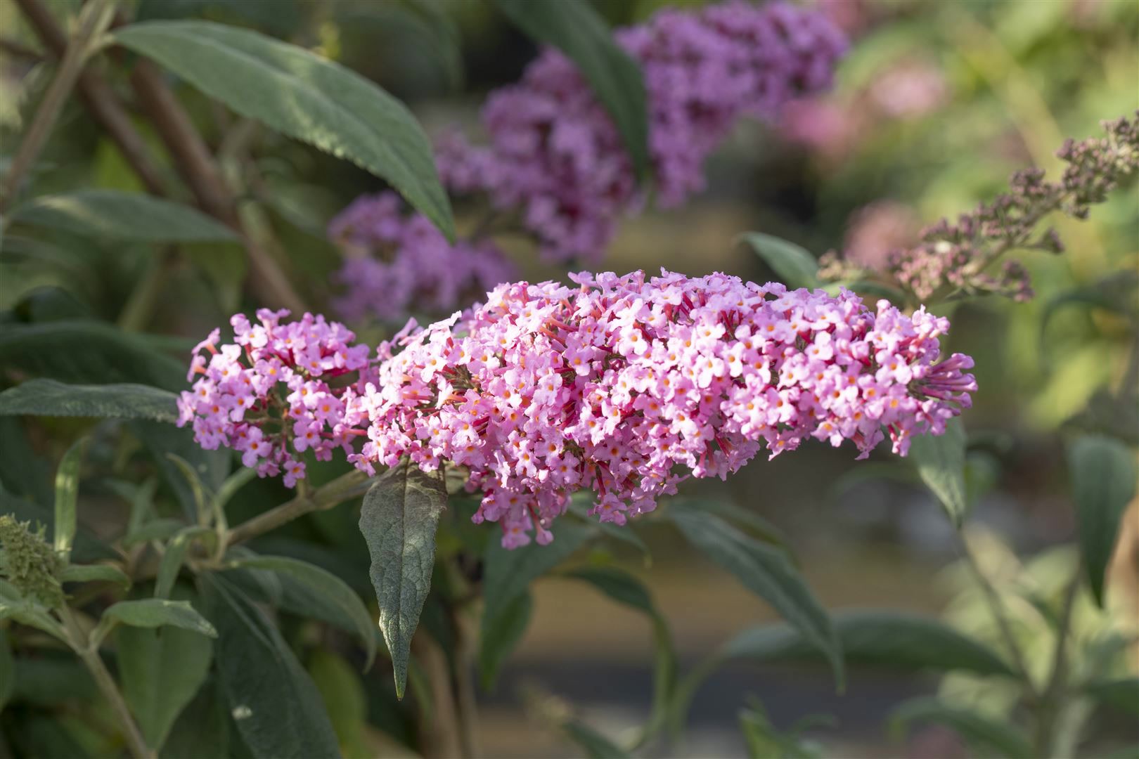 Buddleja davidii 'Fascination', Schmetterlingsflieder, 100&ndash;125 cm 
