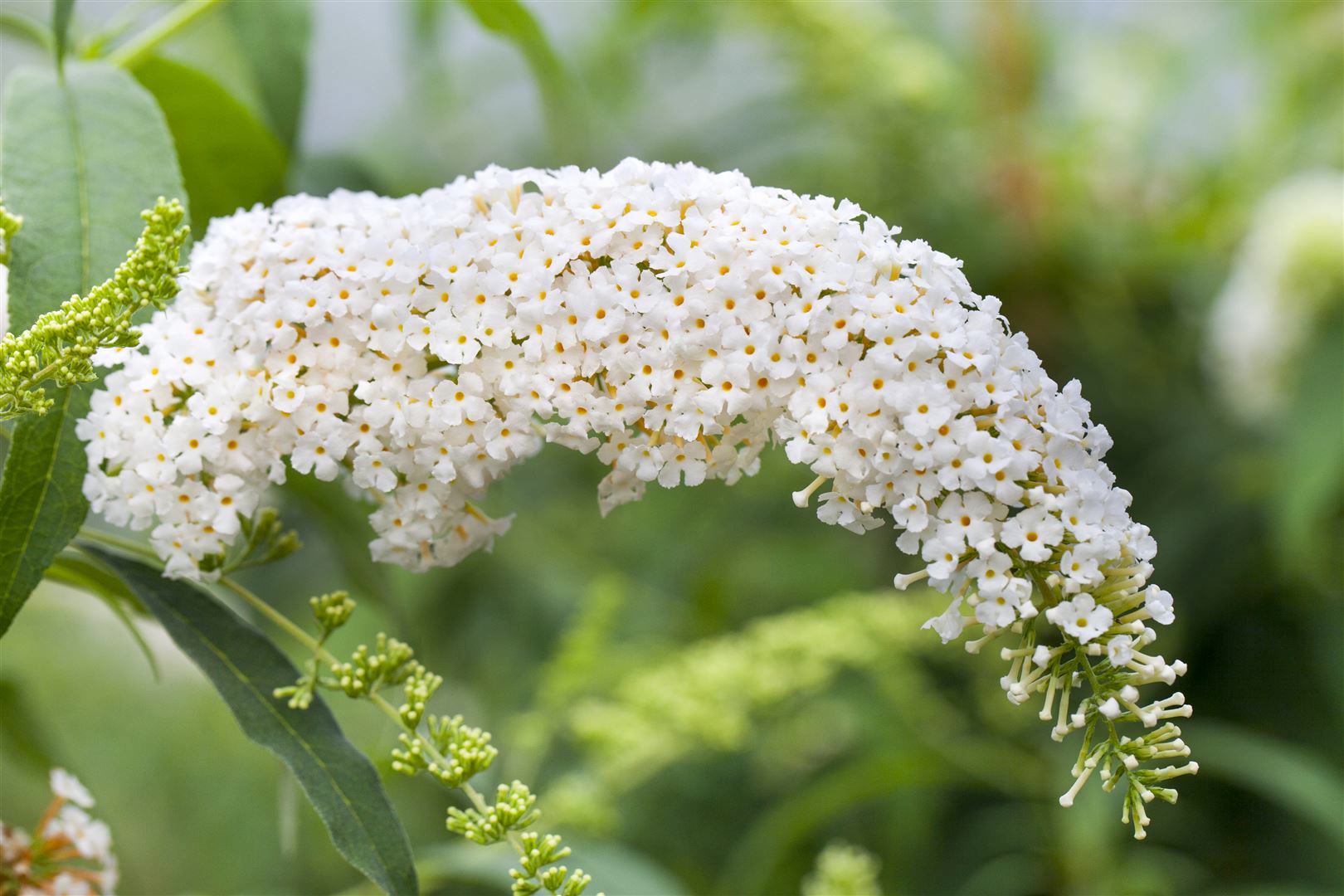 Buddleja 'White Bouquet', Schmetterlingsflieder, wei&szlig;, 125&ndash;150 cm 