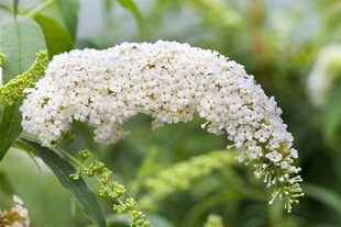 Buddleja 'White Bouquet', Schmetterlingsflieder, weiß, 125–150 cm 
