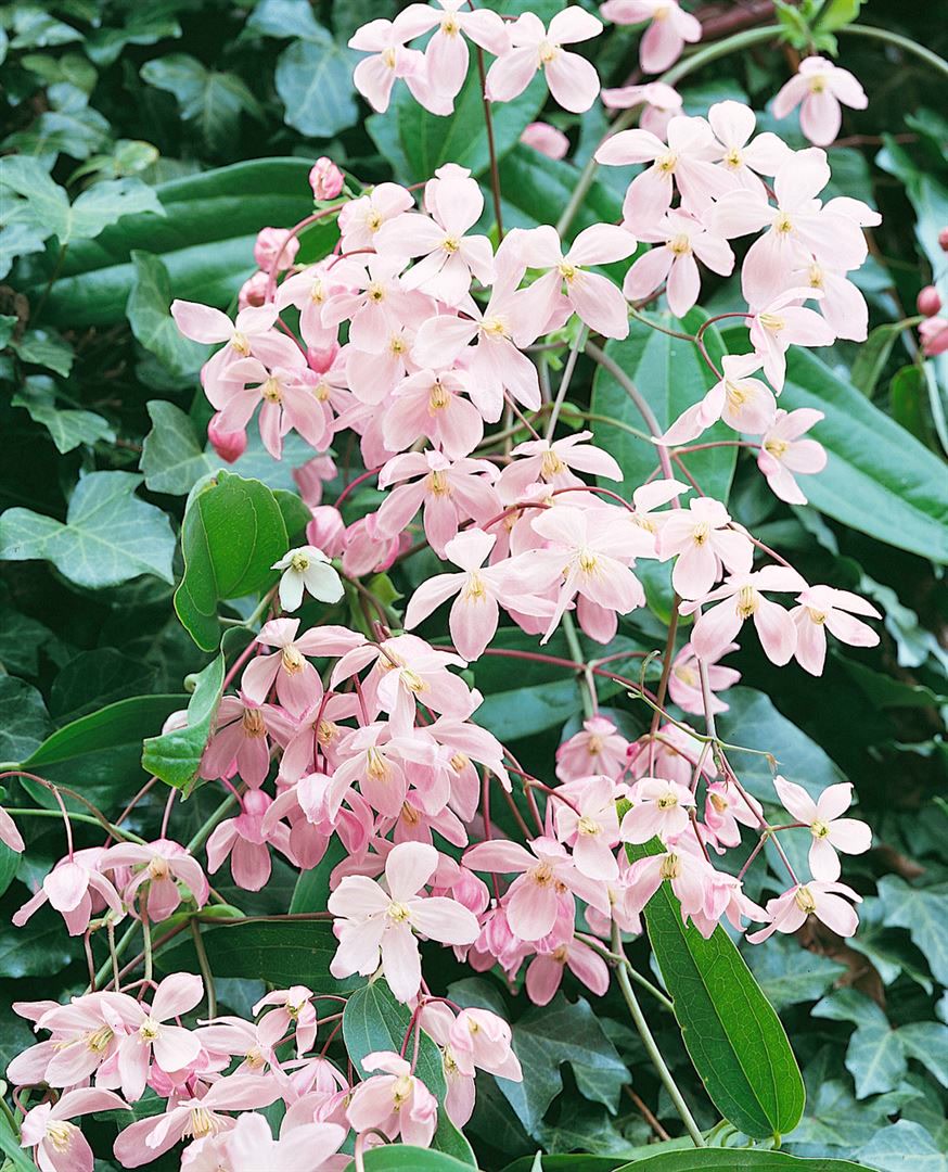 Clematis armandii 'Apple Blossom', immergr&uuml;n, rosa Bl&uuml;ten, 100&ndash;150 cm 