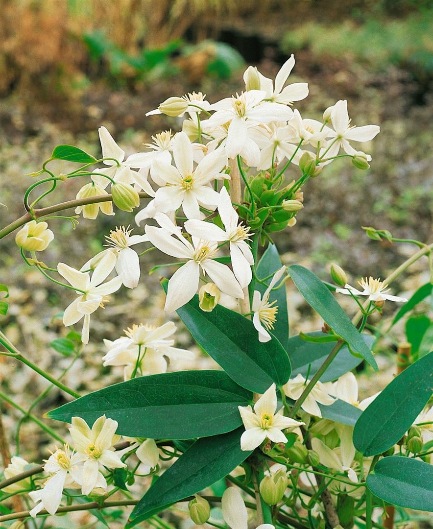 Clematis armandii 'Snowdrift', immergr&uuml;n, wei&szlig;e Bl&uuml;ten, 100&ndash;150 cm 