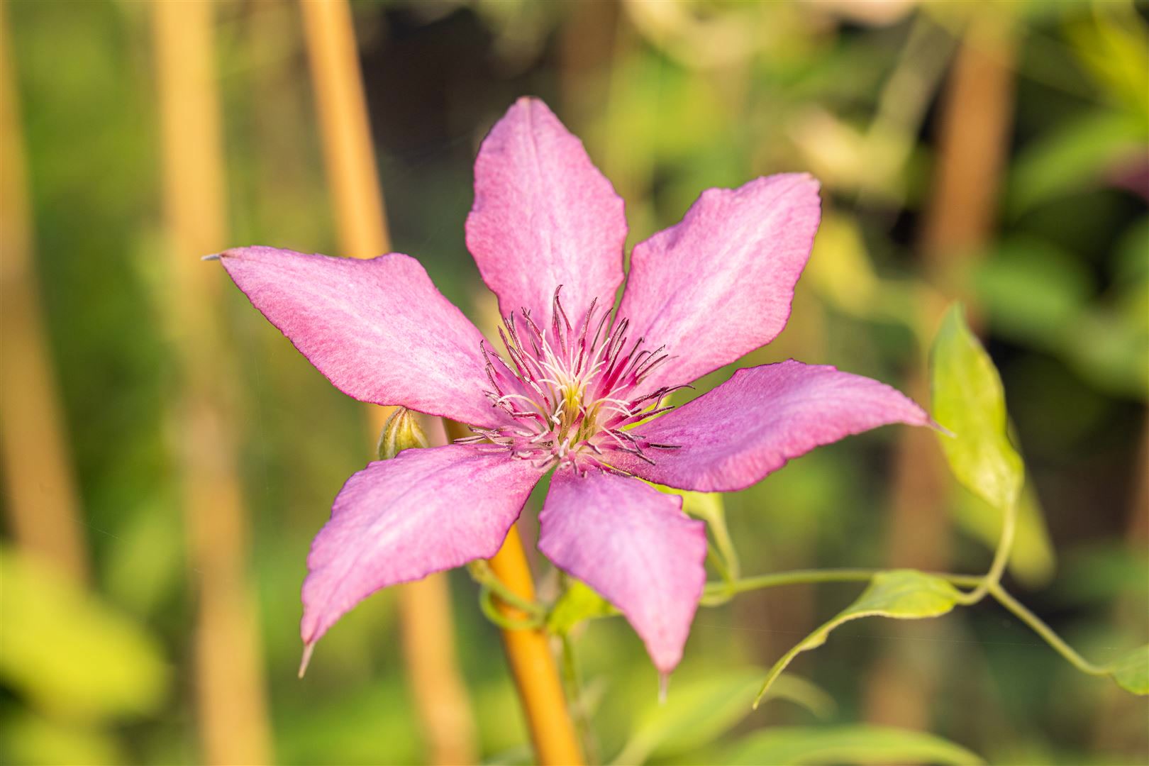 Clematis Hybride 'Giselle', Waldrebe, rosa-lila, 60&ndash;100 cm 