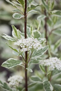 Cornus alba 'Elegantissima', Weißer Hartriegel, 100–125 cm 