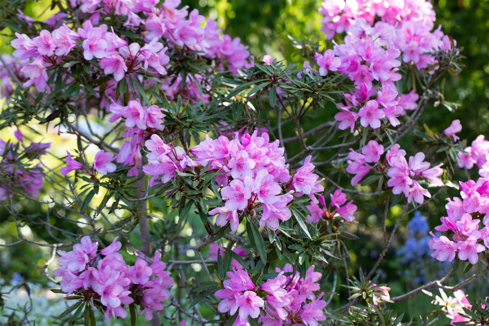Rhododendron Hybr. 'Graziella', Rhododendron, 30&ndash;40 cm 