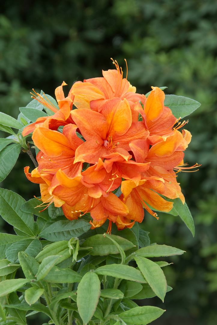 Rhododendron luteum 'Goldflamme', gelb-orange, 40&ndash;50 cm 