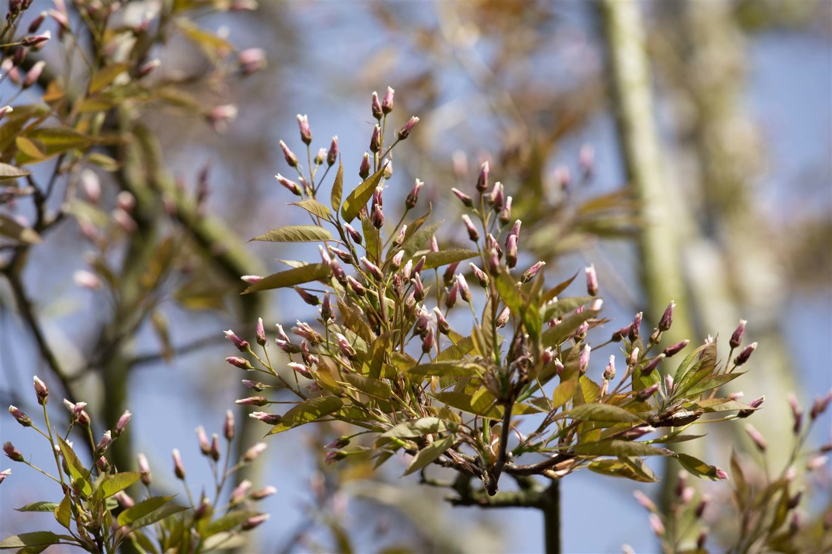 Amelanchier arborea 'Robin Hill', Felsenbirne, rosa Bl&uuml;ten, 80&ndash;100 cm 