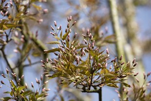 Amelanchier arborea 'Robin Hill', Felsenbirne, rosa Blüten, 80–100 cm 