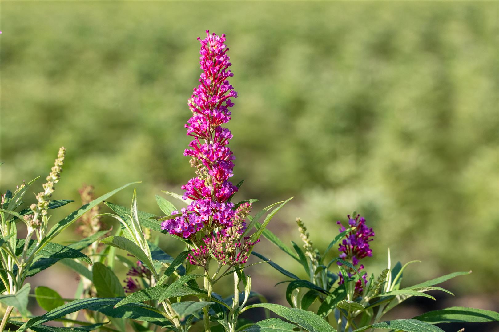 Buddleja davidii 'Butterfly Tower', Schmetterlingsflieder, 40&ndash;60 cm 