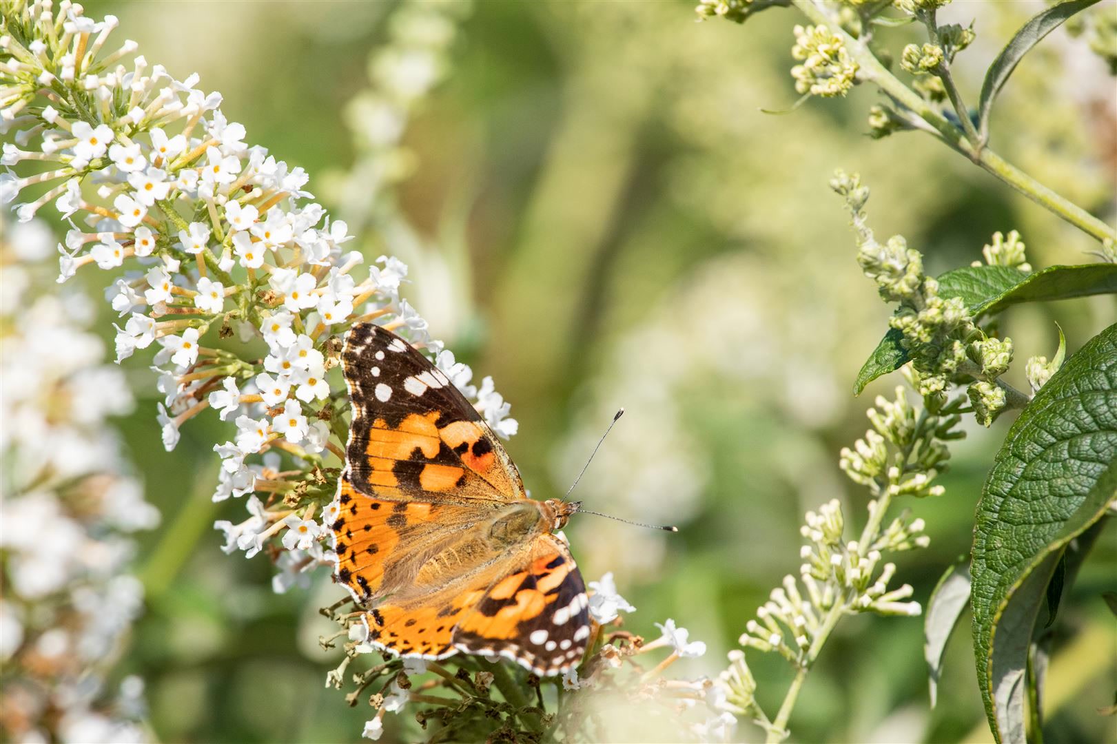 Buddleja 'Revee de Papillon Lavander'&reg;, Schmetterlingsflieder, lavendel, 60&ndash;80 cm 