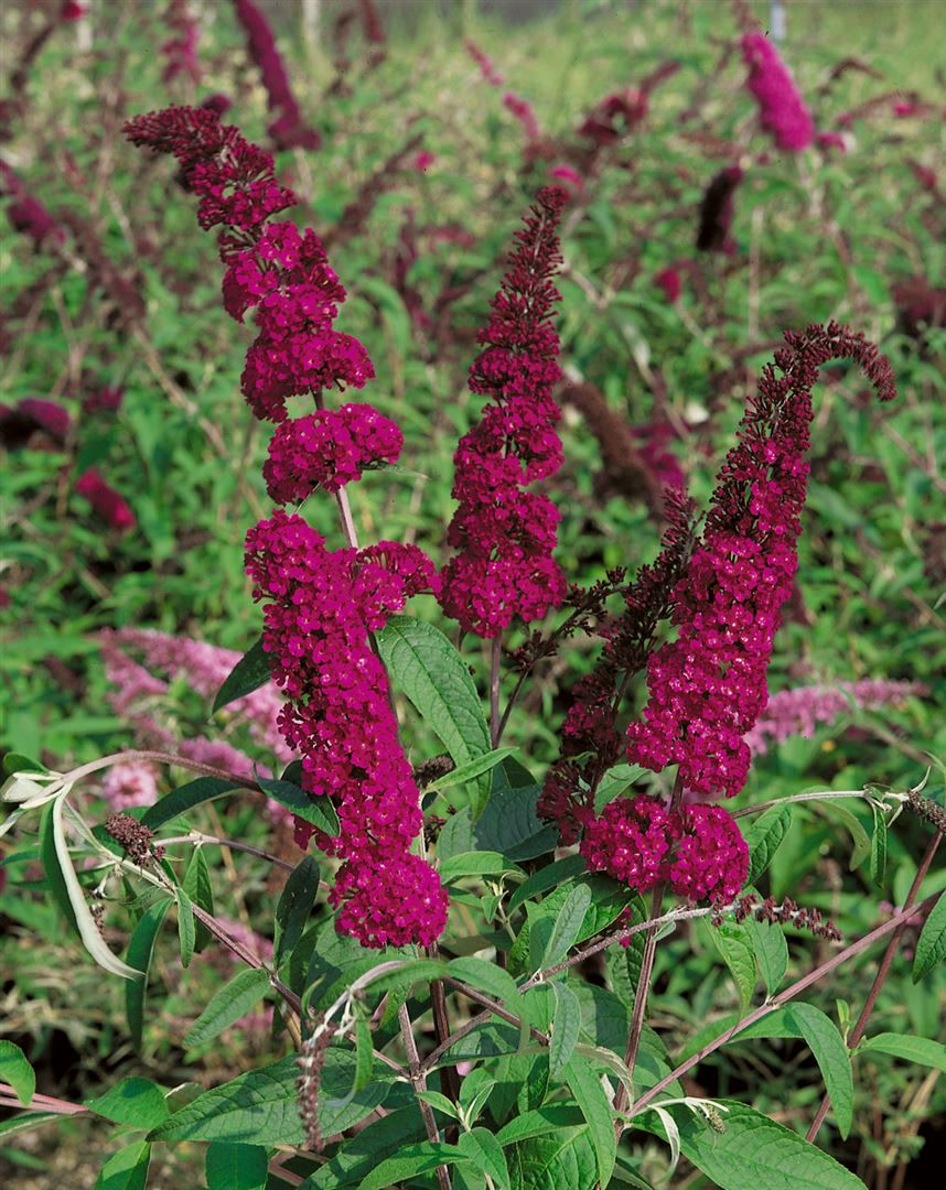 Buddleja 'Sugar Plum' Neuheit, rot, 40&ndash;60 cm 