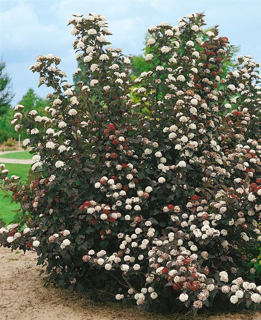 Physocarpus opulifolius 'Midnight', Blasenspiere, dunkelrot, 40&ndash;60 cm 