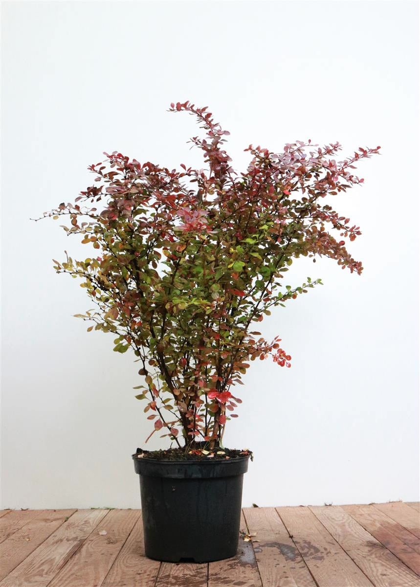 Berberis thunbergii 'Atropurpurea', Blutberberitze, purpurrot, 60&ndash;80 cm 