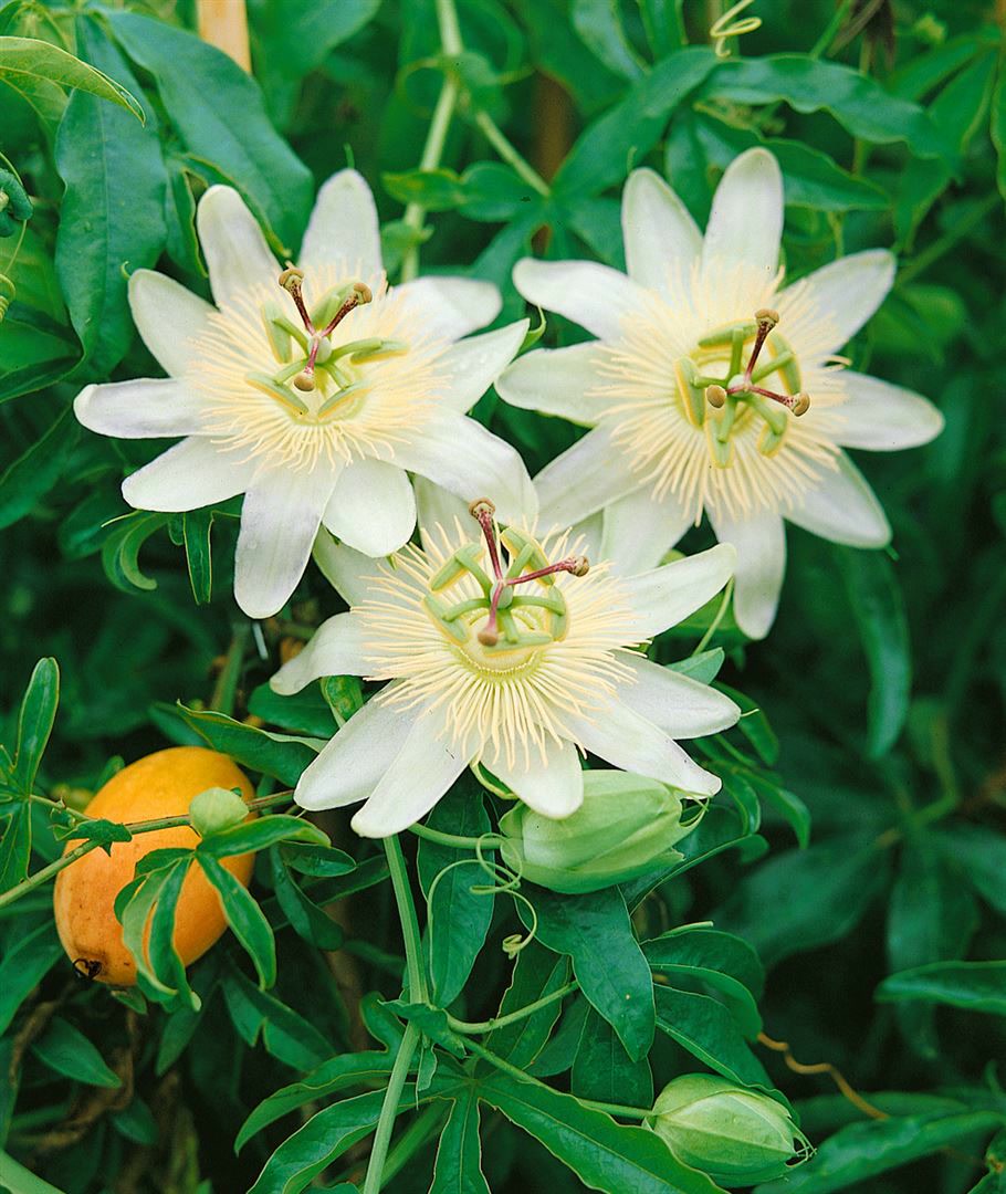 Passiflora caerulea 'Constance Elliot', Passionsblume, wei&szlig;, 40&ndash;60 cm 