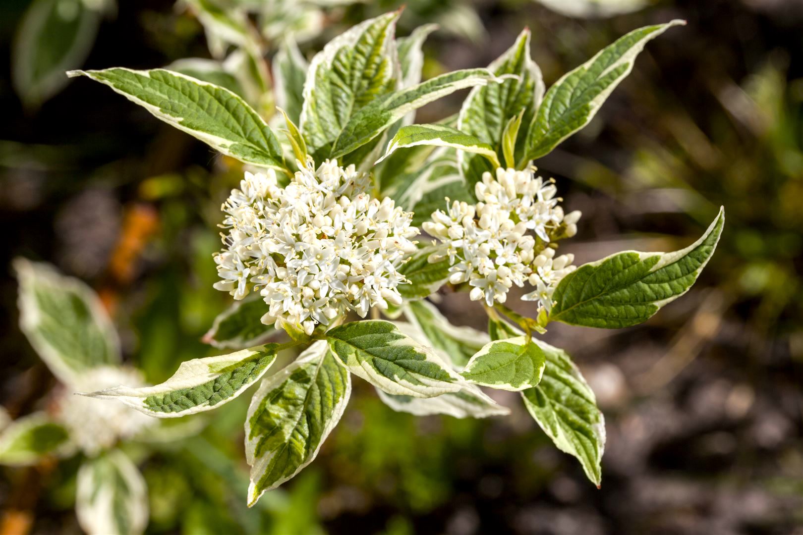 Cornus alba 'Sibirica Variegata', Hartriegel, wei&szlig;-bunt, 100&ndash;150 cm 