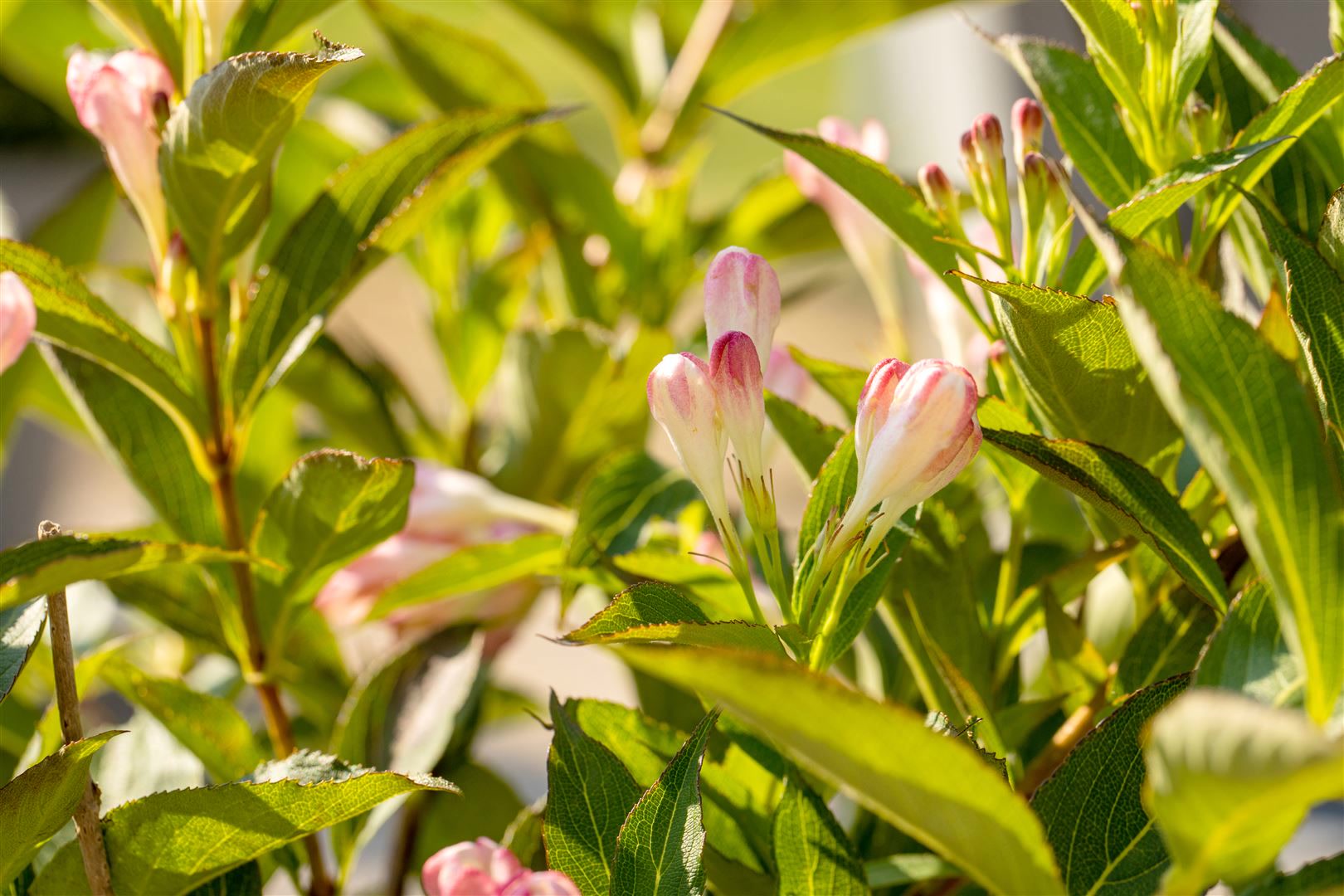 Weigela 'All Summer Peach', Weigelie, pfirsichfarben, 30&ndash;40 cm 
