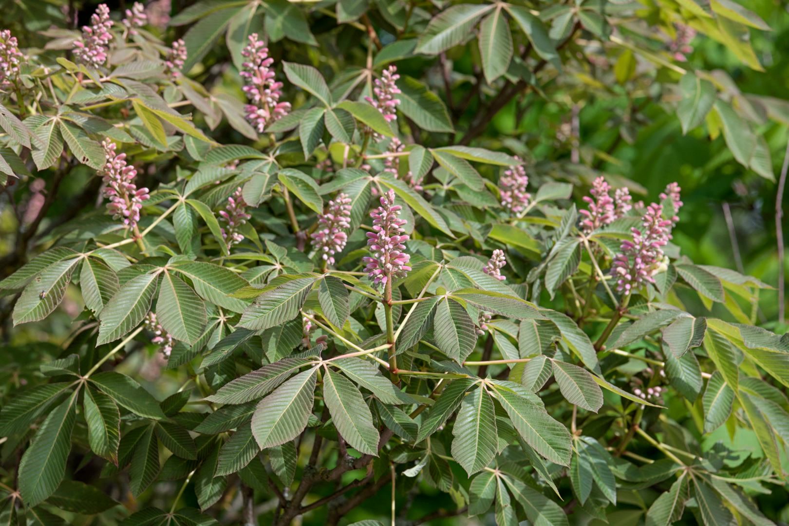 Aesculus pavia 'Rosea Nana', Zwerg-Rotkastanie, rosa Bl&uuml;ten, 60 cm Stammh&ouml;he 