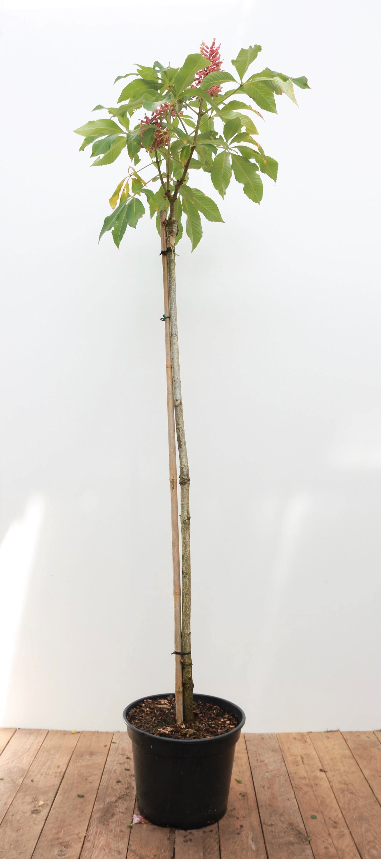 Aesculus pavia 'Rosea Nana', Zwerg-Rosskastanie, rosa Bl&uuml;ten, 100 cm Stammh&ouml;he 