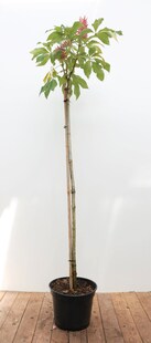 Aesculus pavia 'Rosea Nana', Zwerg-Rosskastanie, rosa Blüten, 100 cm Stammhöhe 