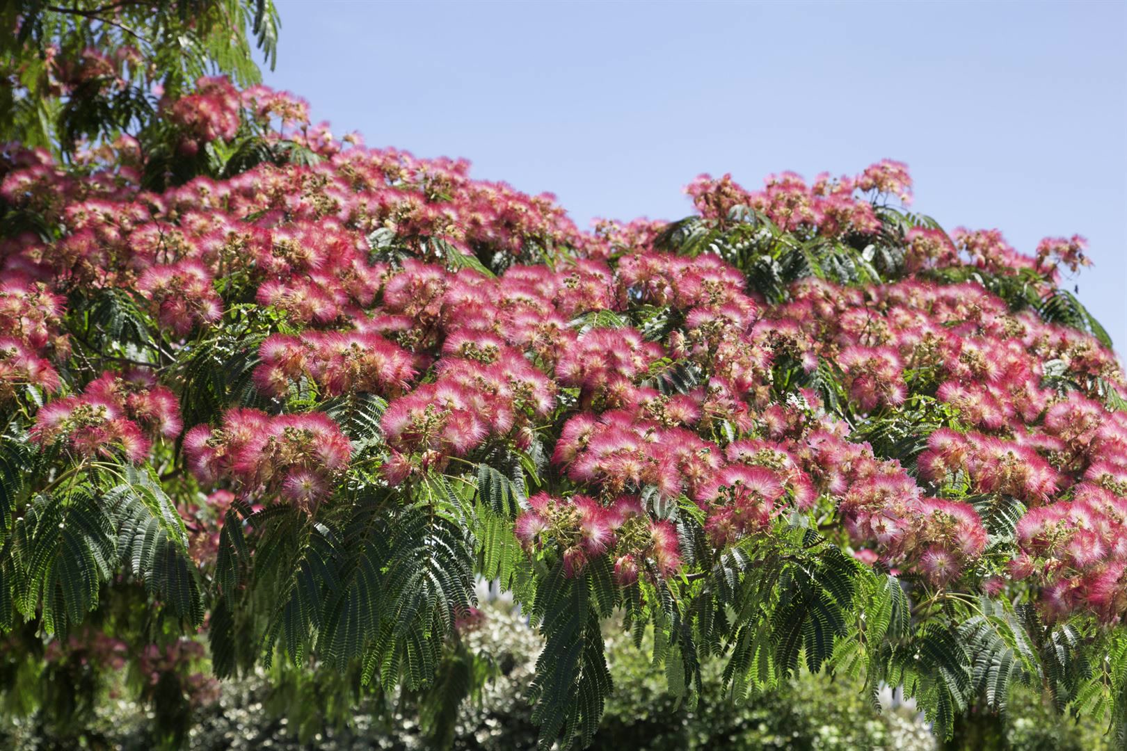 Albizia julibrissin 'Ombrella', Seidenbaum, 40&ndash;60 cm 