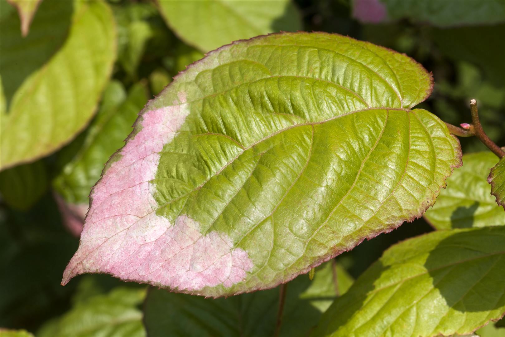 Actinidia kolomikta, Kiwi, dekoratives Laub, 60&ndash;100 cm 